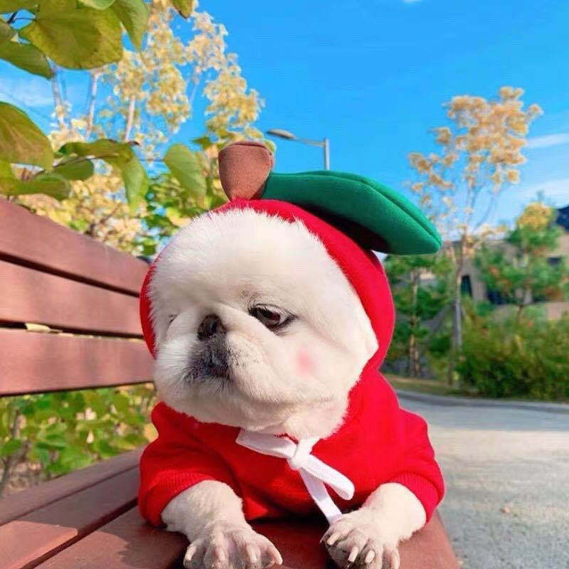 Fruit Hoodie for Small Dogs – Warm Winter Fleece