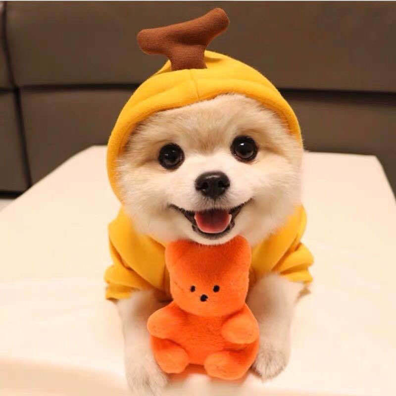 Fruit Hoodie for Small Dogs – Warm Winter Fleece